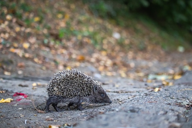尤文总监此前当面对莫塔说，我为当初选择你感到耻辱.